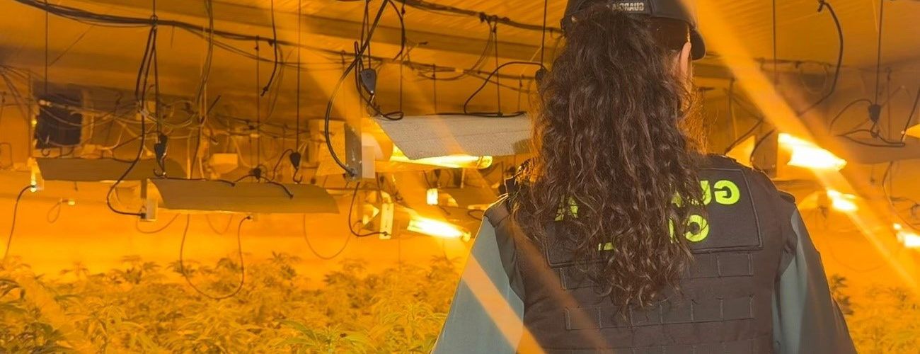 La Guardia Civil desmantela en Benicarló una plantación indoor