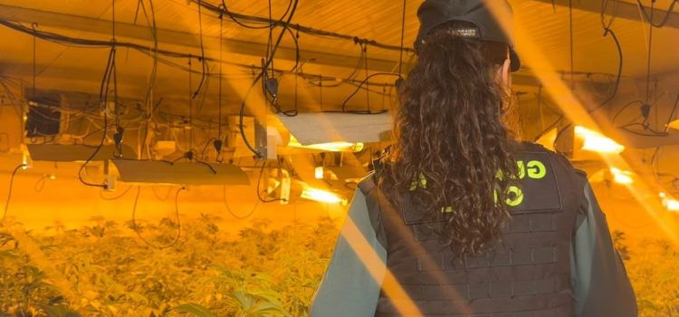 La Guardia Civil desmantela en Benicarló una plantación indoor