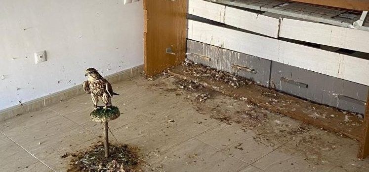 Els Mossos d’Esquadra intervenen un falcó en males condicions a Santa Bàrbara