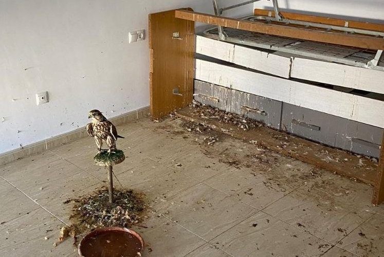 Els Mossos d’Esquadra intervenen un falcó en males condicions a Santa Bàrbara