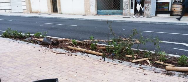 Arbres tombats a l’avinguda de la Llibertat