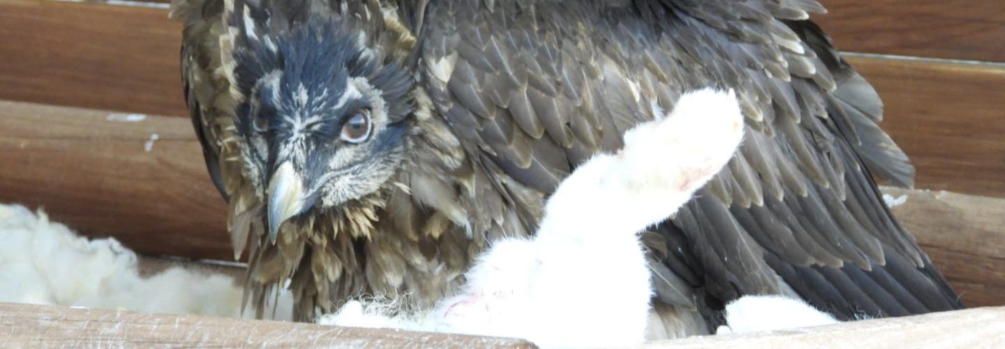 La Generalitat consolida el proyecto de reintroducción del quebrantahuesos con dos nuevas crías en la Tinença de Benifassà