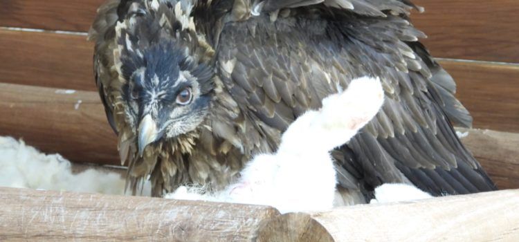 La Generalitat consolida el proyecto de reintroducción del quebrantahuesos con dos nuevas crías en la Tinença de Benifassà