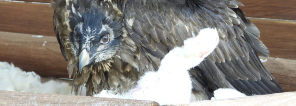 La Generalitat consolida el proyecto de reintroducción del quebrantahuesos con dos nuevas crías en la Tinença de Benifassà