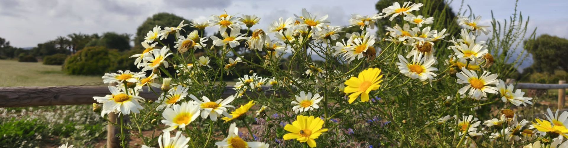 APNAL-Ecologistas en Acción de Vinaròs participó en la gran Biomaratón de biodiversidad de la primavera, con más de 1.200 observaciones