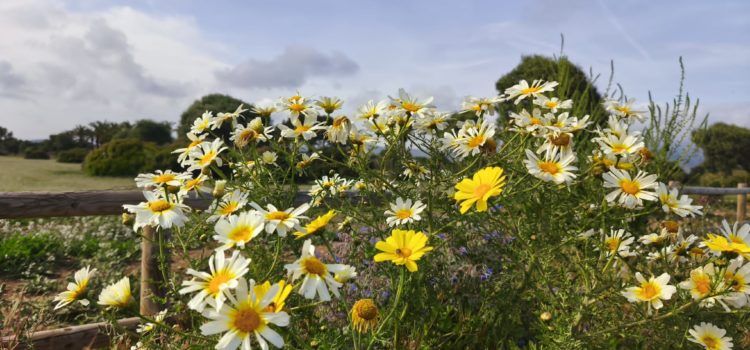 APNAL-Ecologistas en Acción de Vinaròs participó en la gran Biomaratón de biodiversidad de la primavera, con más de 1.200 observaciones
