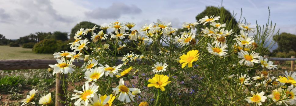 APNAL-Ecologistas en Acción de Vinaròs participó en la gran Biomaratón de biodiversidad de la primavera, con más de 1.200 observaciones