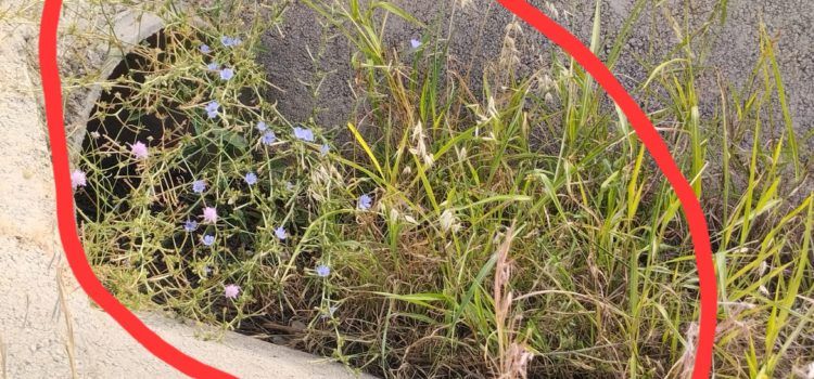 Benigazlum Tot per Benicarló denuncia el “abandono, dejadez y suciedad” que sufre la ciudad