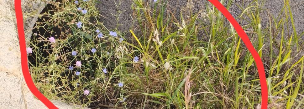 Benigazlum Tot per Benicarló denuncia el “abandono, dejadez y suciedad” que sufre la ciudad