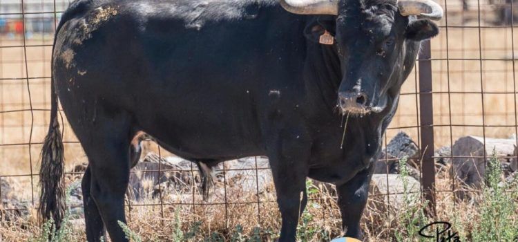 El ganado a lidiar en la próxima novillada