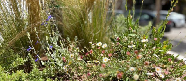 L’Ajuntament d’Amposta treu a licitació un nou contracte de jardineria per valor de 3,27M€