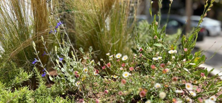L’Ajuntament d’Amposta treu a licitació un nou contracte de jardineria per valor de 3,27M€