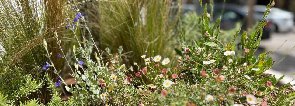 L’Ajuntament d’Amposta treu a licitació un nou contracte de jardineria per valor de 3,27M€