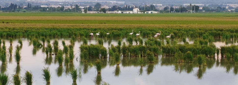 El “parte” del temps: calor ben intensa que no vol fotre lo camp
