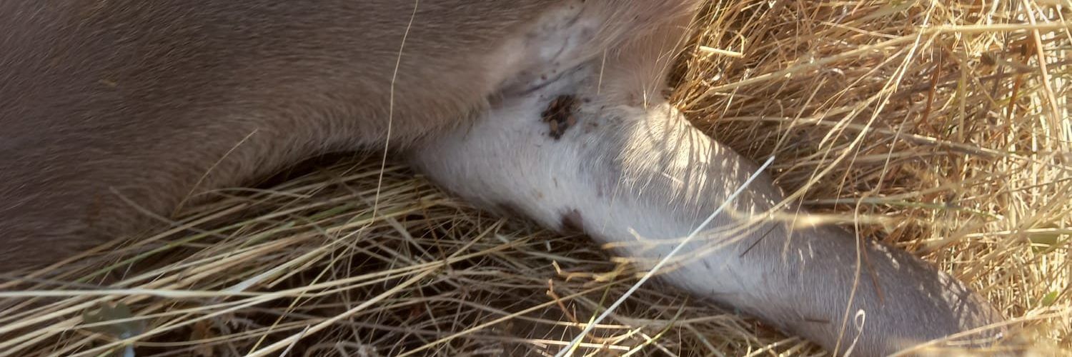 AVA-ASAJA alerta del “problema de salud pública” de las garrapatas en el campo