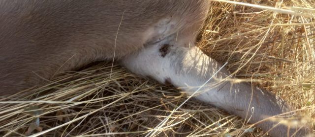 AVA-ASAJA alerta del “problema de salud pública” de las garrapatas en el campo