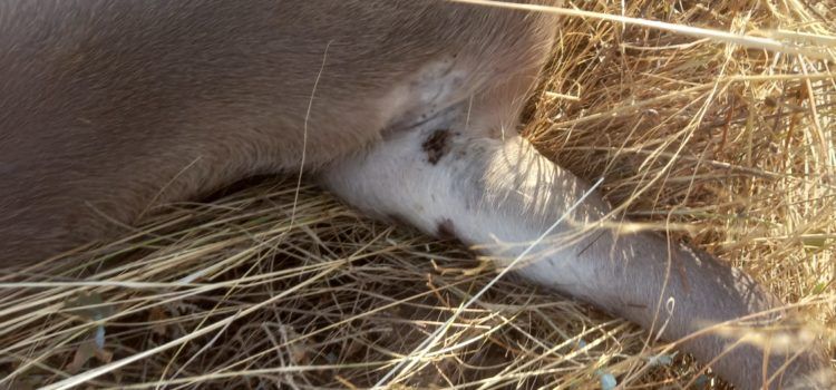 AVA-ASAJA alerta del “problema de salud pública” de las garrapatas en el campo