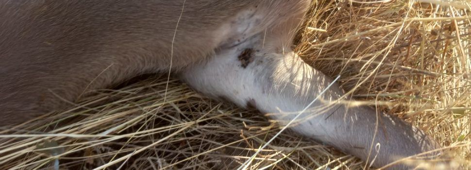 AVA-ASAJA alerta del “problema de salud pública” de las garrapatas en el campo