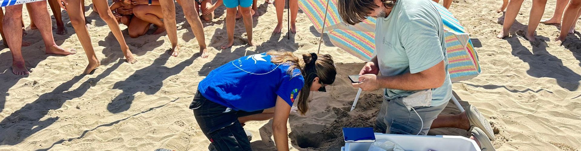 Alcossebre acollirà la solta de cinc tortugues marines nascudes a la platja del Carregador