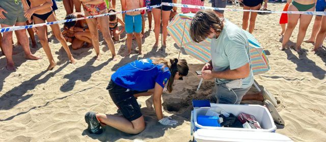 Alcossebre acollirà la solta de cinc tortugues marines nascudes a la platja del Carregador