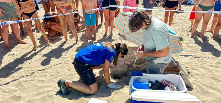 Alcossebre acollirà la solta de cinc tortugues marines nascudes a la platja del Carregador