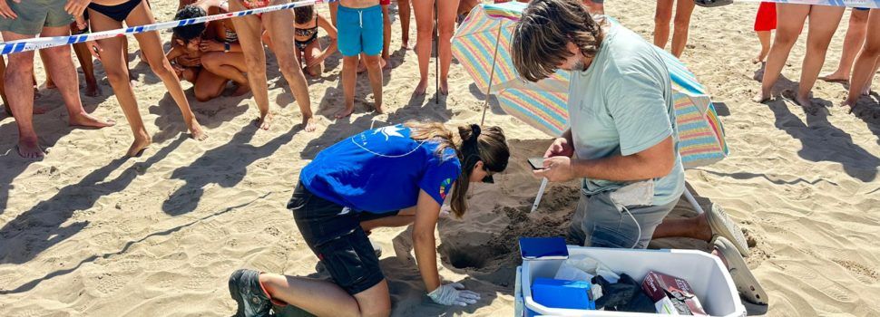 Alcossebre acollirà la solta de cinc tortugues marines nascudes a la platja del Carregador
