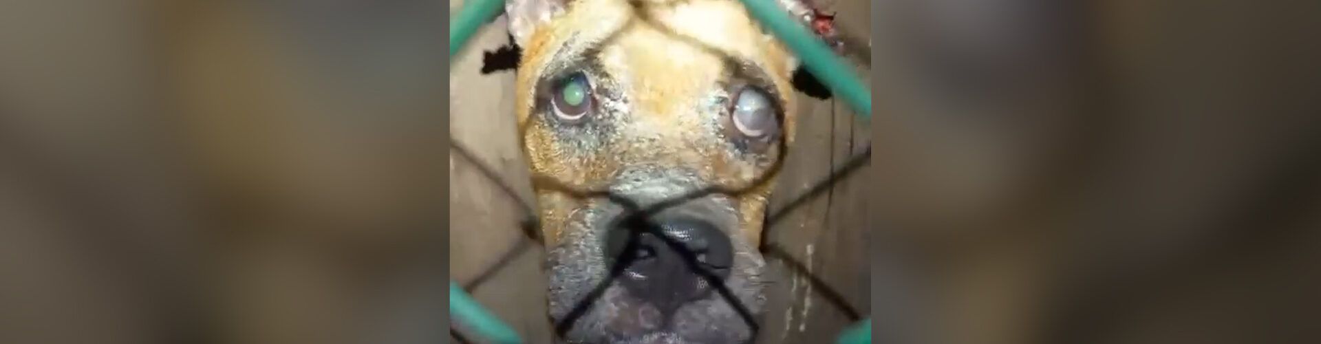 La Guardia Civil investiga a una vecina de les Cases d’Alcanar por el abandono y muerte de su perro