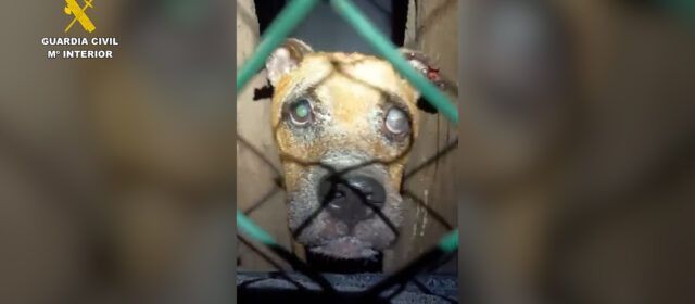 La Guardia Civil investiga a una vecina de les Cases d’Alcanar por el abandono y muerte de su perro