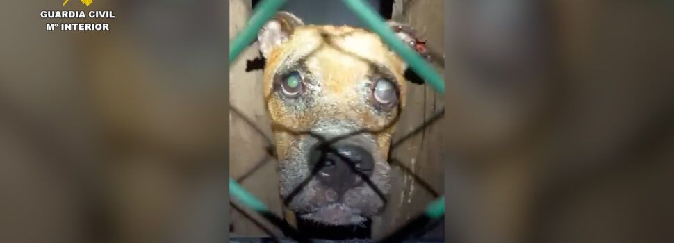 La Guardia Civil investiga a una vecina de les Cases d’Alcanar por el abandono y muerte de su perro