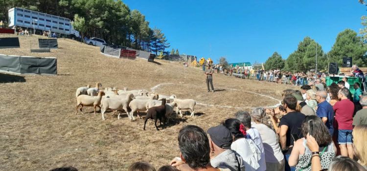 Molta participació a la Fira de Morella 2026 i les activitats programades del cap de setmana