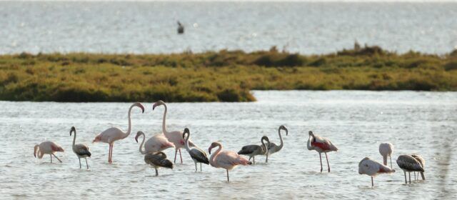 El Delta Birding Festival reuneix més de 5.000 persones en la 12a edició