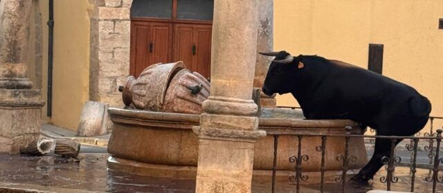 Un bou fa malbé la font de la Verge durant les festes a Sant Mateu