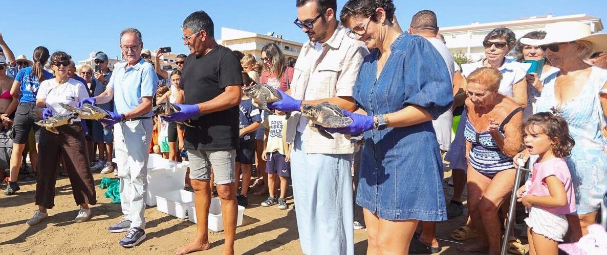 La Fundación Azul Marino devuelve al mar cinco tortugas bobas nacidas hace un año en la playa del Cargador de Alcossebre