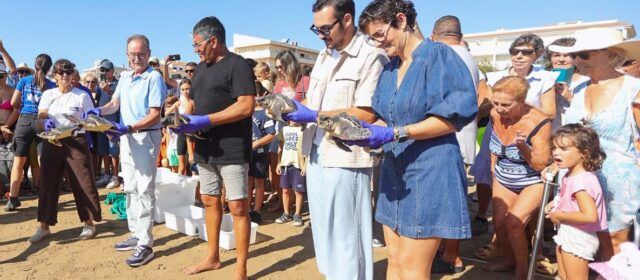 La Fundación Azul Marino devuelve al mar cinco tortugas bobas nacidas hace un año en la playa del Cargador de Alcossebre