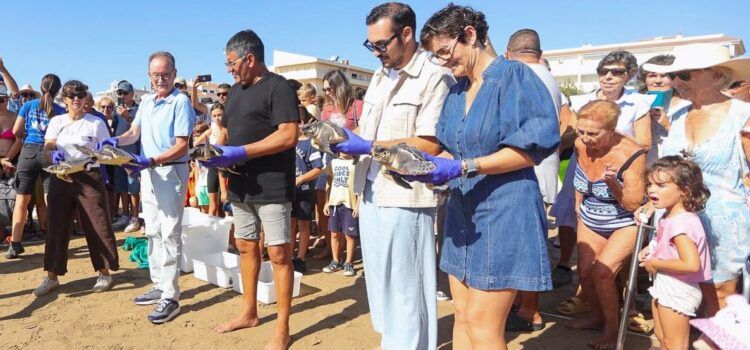 La Fundación Azul Marino devuelve al mar cinco tortugas bobas nacidas hace un año en la playa del Cargador de Alcossebre