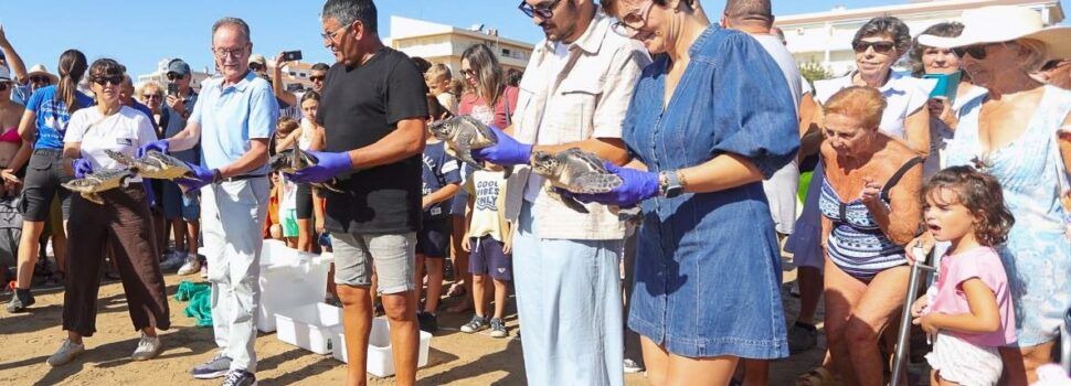 La Fundación Azul Marino devuelve al mar cinco tortugas bobas nacidas hace un año en la playa del Cargador de Alcossebre