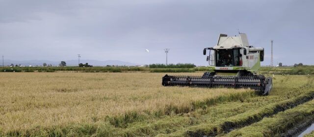 Fotos i vídeos de la campanya de la sega de l’arròs al Delta