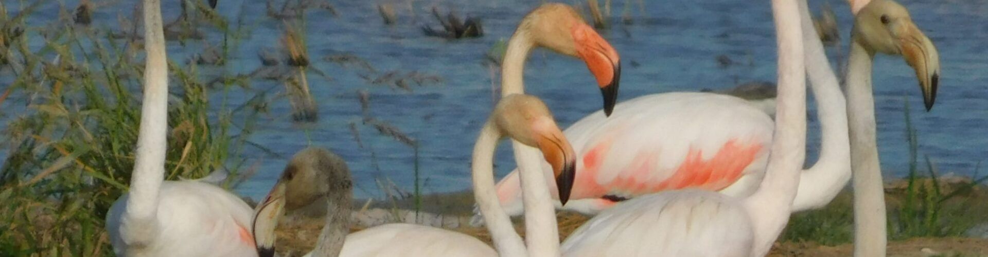 Flamencs del Delta l’Ebre