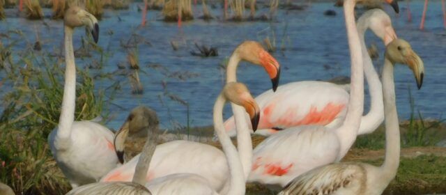 Flamencs del Delta l’Ebre