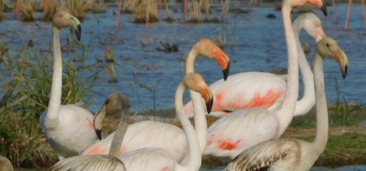 Flamencs del Delta l’Ebre
