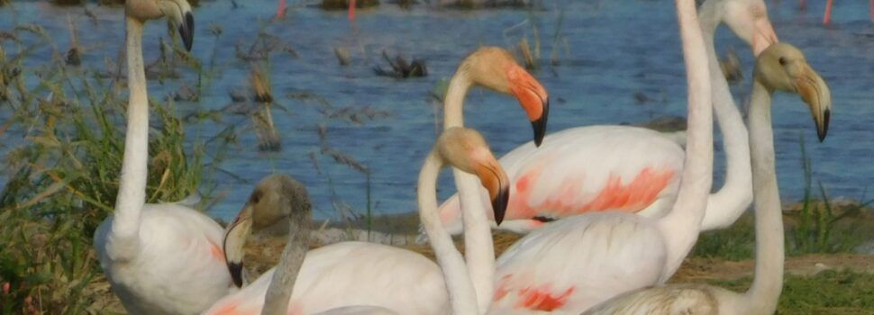 Flamencs del Delta l’Ebre