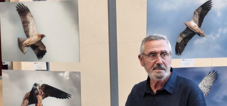 L’Ateneu de Natura exposa fotos de rapinyaires al Museu de les Terres de l’Ebre