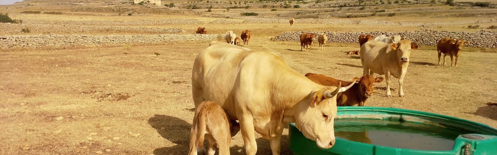 AVA-ASAJA pide medidas por las pérdidas agrarias causadas por la sequía en el interior