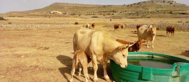 AVA-ASAJA pide medidas por las pérdidas agrarias causadas por la sequía en el interior