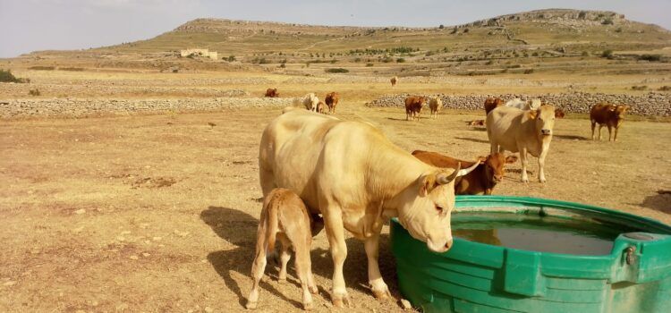AVA-ASAJA pide medidas por las pérdidas agrarias causadas por la sequía en el interior