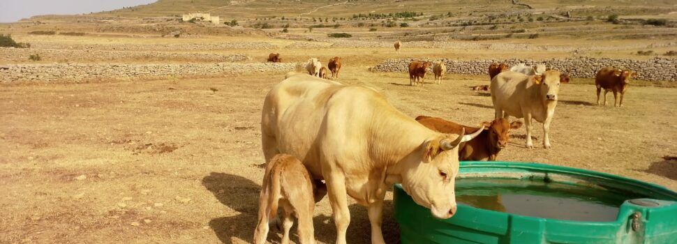 AVA-ASAJA pide medidas por las pérdidas agrarias causadas por la sequía en el interior