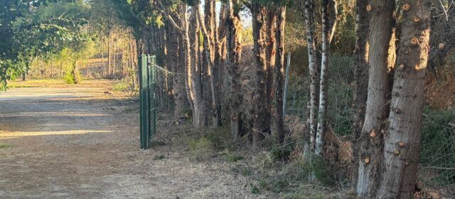 Santa Magdalena desbrossa la interfície urbana per a previndre riscos forestals