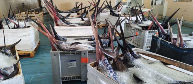 Continuen descarregant tones de peixos espasa al port de Vinaròs