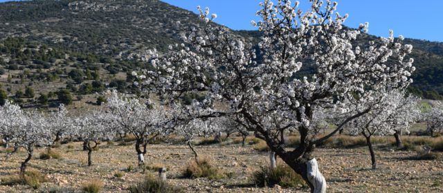La forta calor d’aquest estiu obliga a avançar dues setmanes la recol·lecció d’ametla