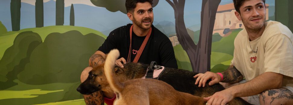 La protectora de Benicarló participará en la II Feria Nacional de Adopciones ‘Adopta un Pana’